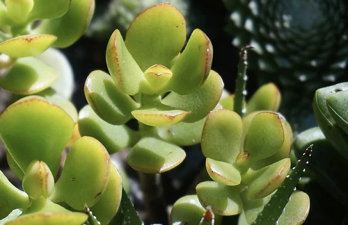 plantas de la buena suerte