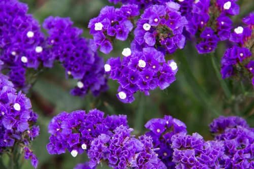 flores más duraderas para llevar al cementerio