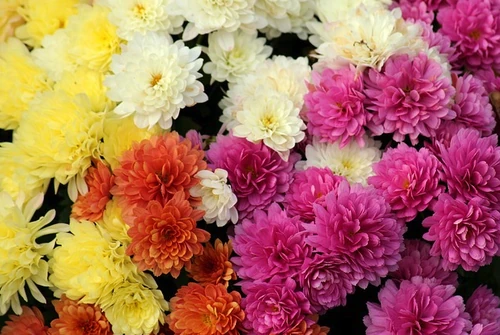 flores más duraderas para llevar al cementerio