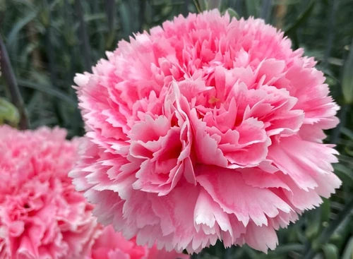 flores más duraderas para llevar al cementerio