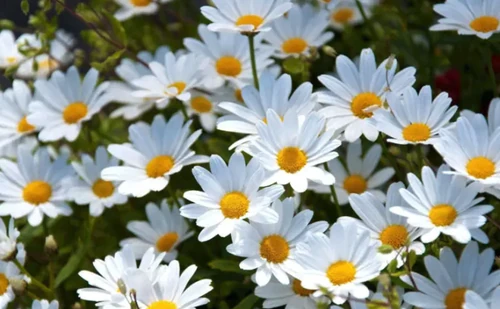 flores más duraderas para llevar al cementerio
