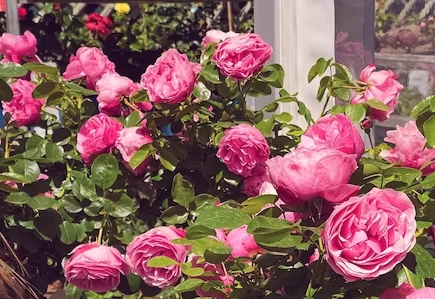 flores más duraderas para llevar al cementerio