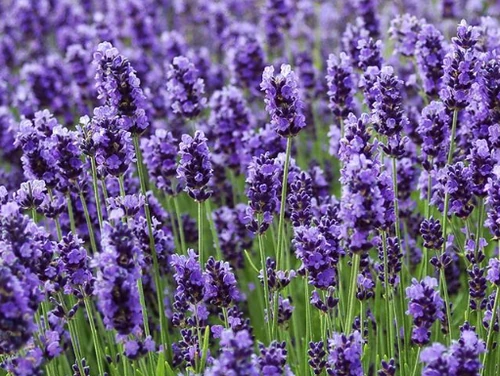 flores más duraderas para llevar al cementerio