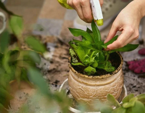 cuidar tus plantas