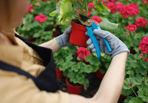 cuidar tus plantas