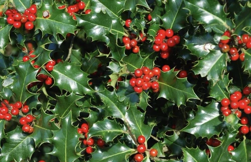 7 Plantas de Navidad