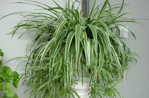 plantas para reducir el estrés