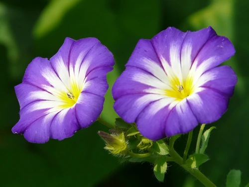 Las 10 flores más originales del planeta