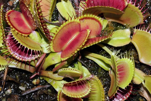 Plantas Carnívoras