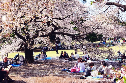 Hanami en Japón