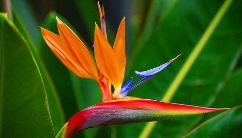 Las 10 flores más originales del planeta