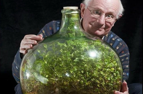 como hacer un jardín en una botella