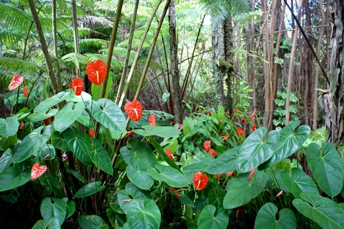 El Anthurium y sus cuidados