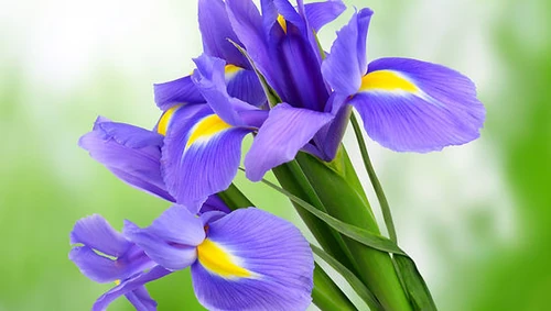 Iris