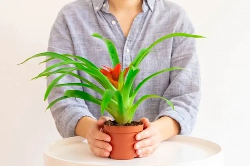cuidados de la guzmania