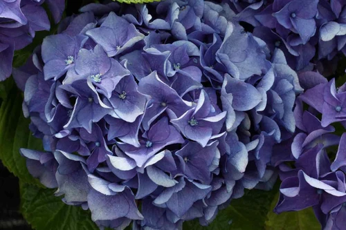 Las 10 flores más originales del planeta