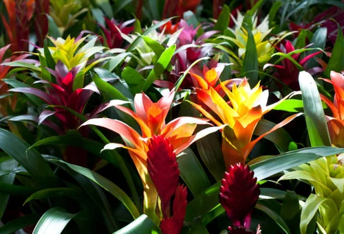 Las 10 flores más originales del planeta