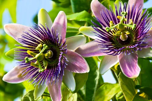 Las 10 flores más originales del planeta