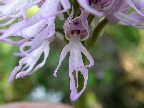 Las 10 flores más originales del planeta Las 10 flores más originales del planeta