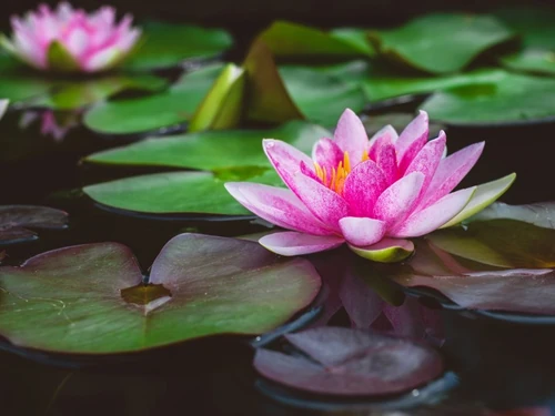 Las 10 flores más originales del planeta Las 10 flores más originales del planeta