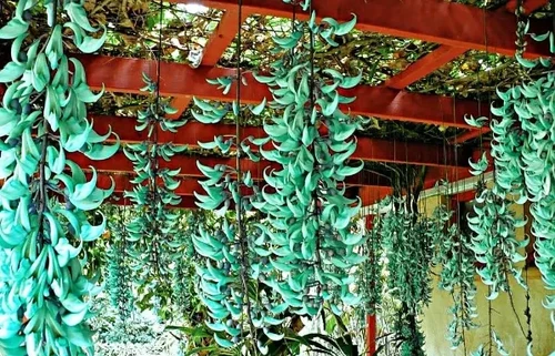 Las 10 flores más originales del planeta