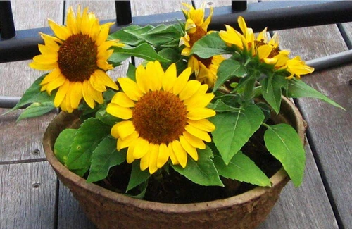 plantas de balcón para todo el año