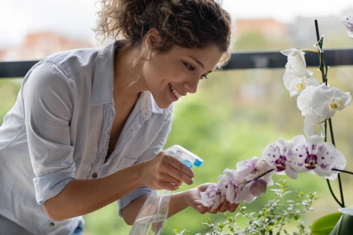 curiosidades de las orquídeas