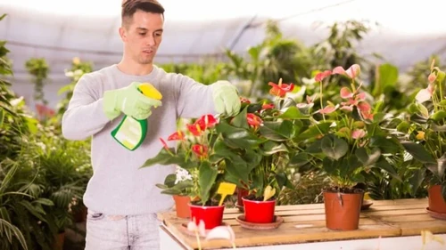 El Anthurium y sus cuidados
