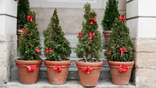 7 Plantas de Navidad