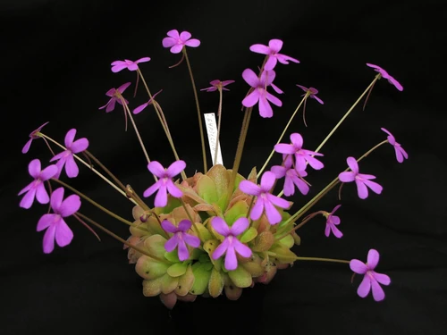 Plantas Carnívoras