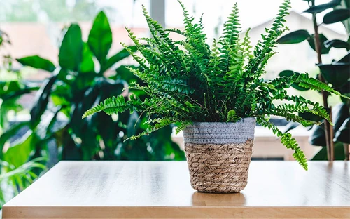 plantas que reducen el estrés