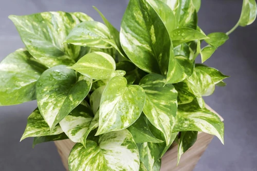 plantas para calmar el estrés