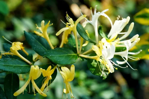 flor zodiacal