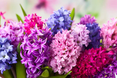 Flores de Otoño