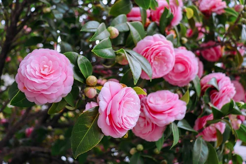 Curiosidades de las flores