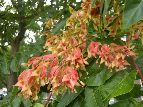 Plantas invasoras de jardín