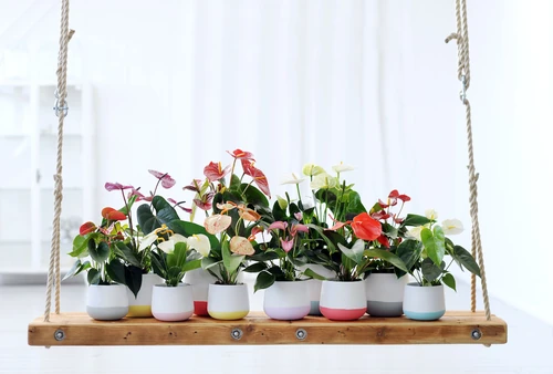 El anthurium y sus cuidados