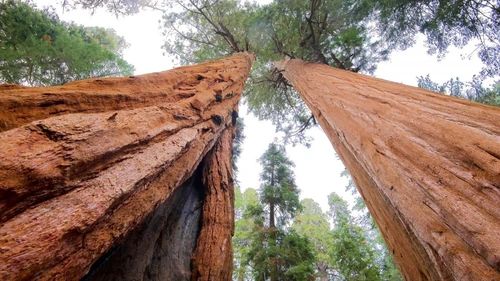 el arbol mas grande del mundo