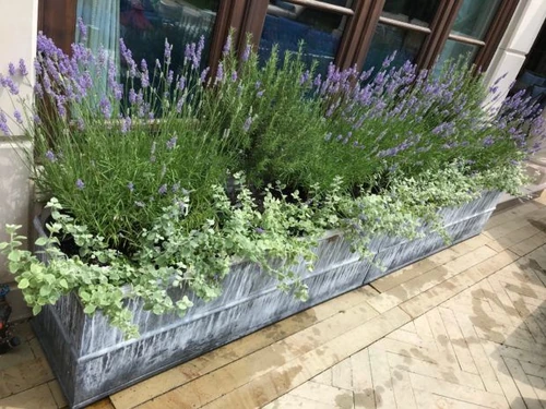 plantas de balcón para todo el año