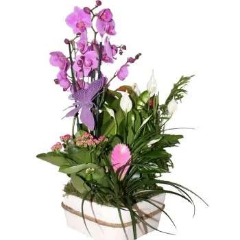 orquideas precio
