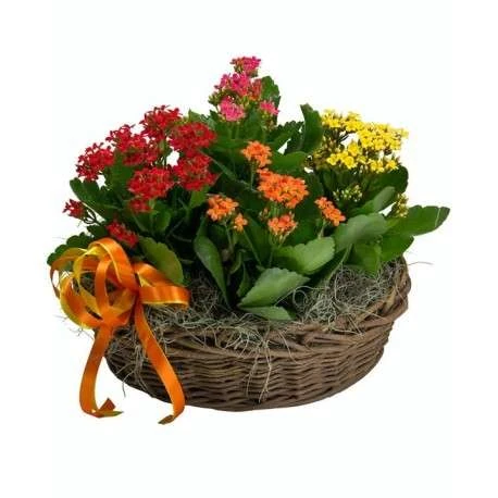 Plantas que no necesitan luz natural 