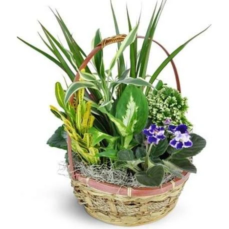 flores para regalo de cumpleaños 