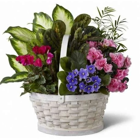 mitos de las plantas
