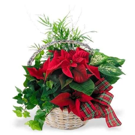 Flor de pascua tradición 