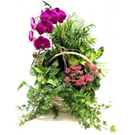 Envío flores nacimiento 