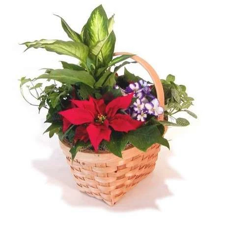Flor de pascua tradición 