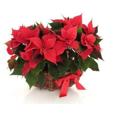 Características flor de pascua 