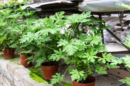 6 Plantas que repelen a los insectos