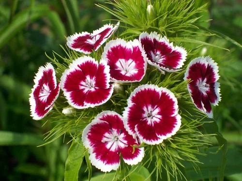 7 flores para cocinar