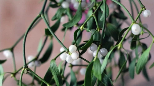 7 Plantas de Navidad